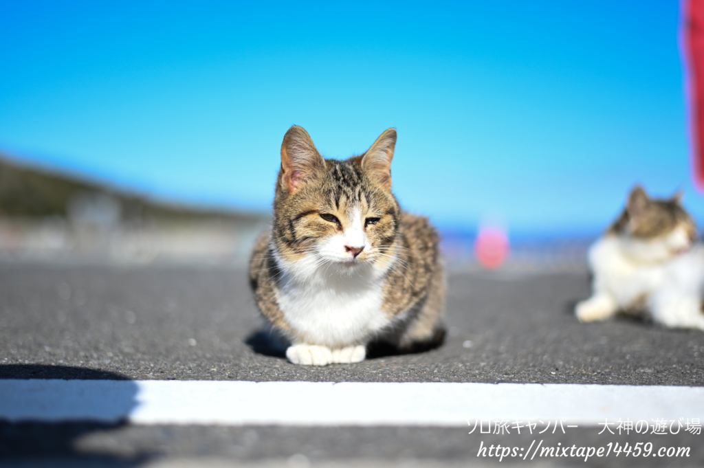 猫島