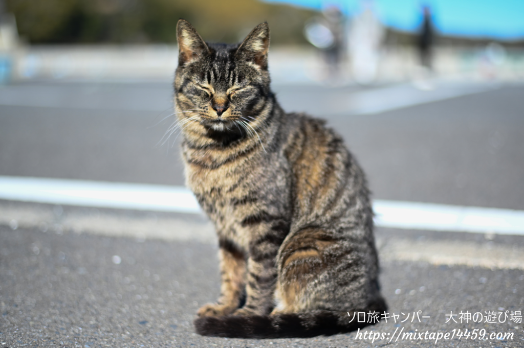 猫島