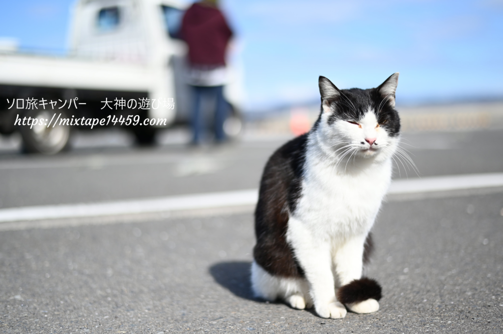 猫島