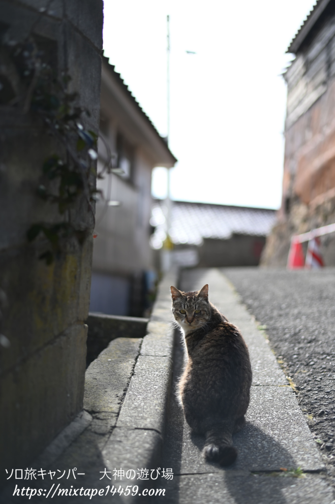 猫島