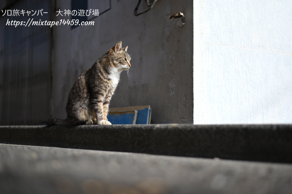 猫島