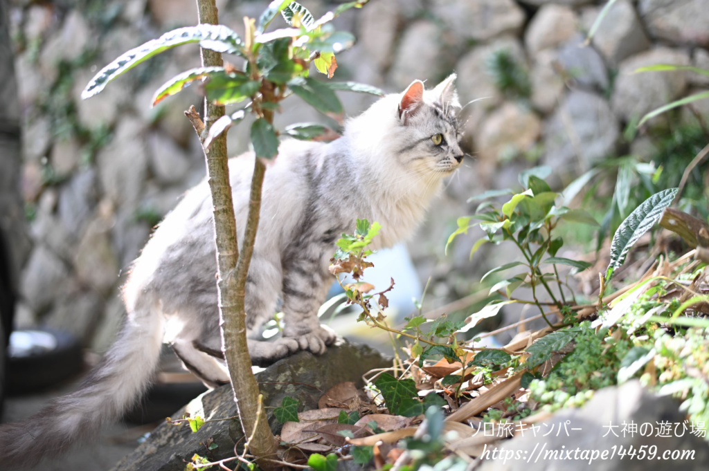 猫島