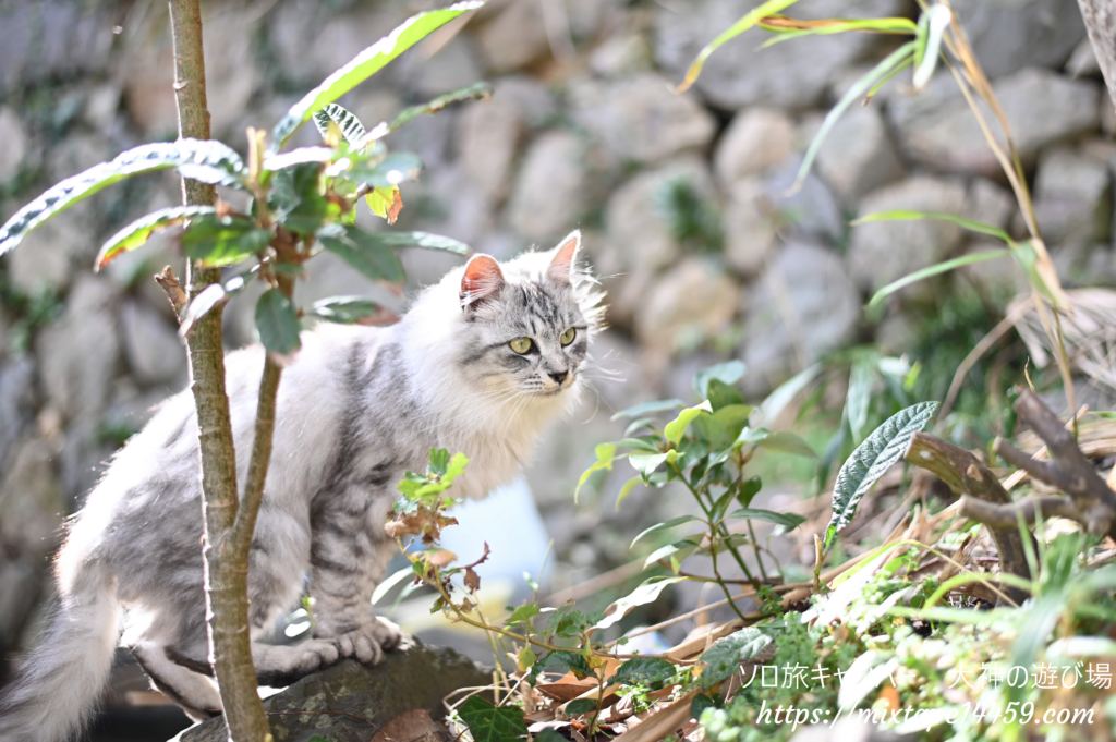 猫島