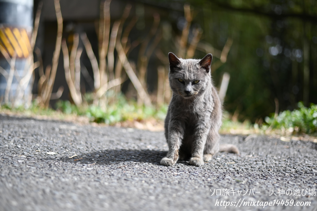 猫島