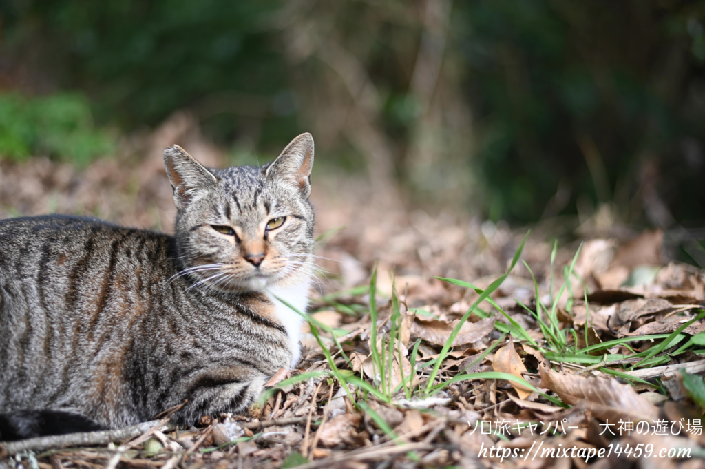 猫島