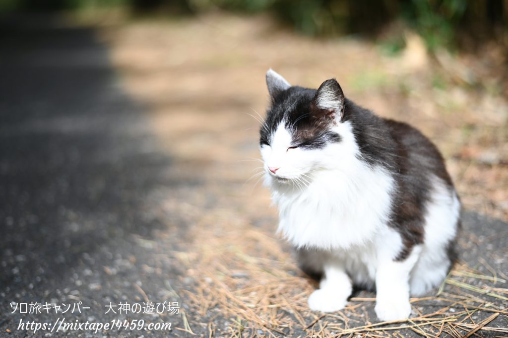 猫島