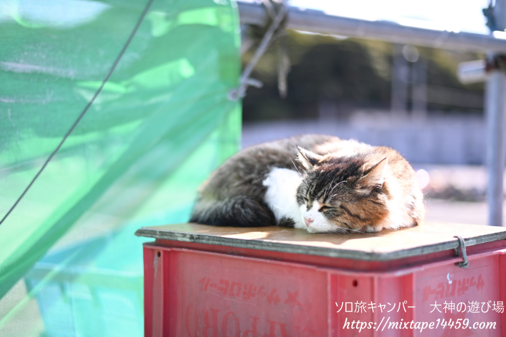 猫島