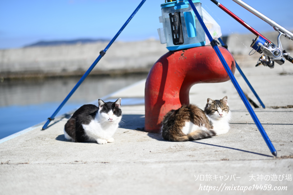 猫島