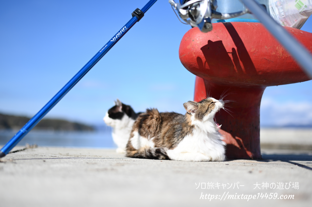 猫島