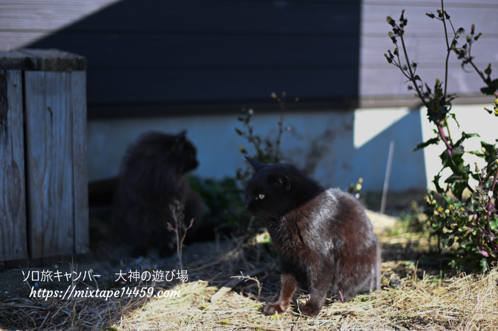 猫島