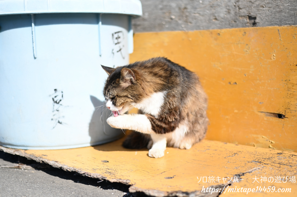 猫島