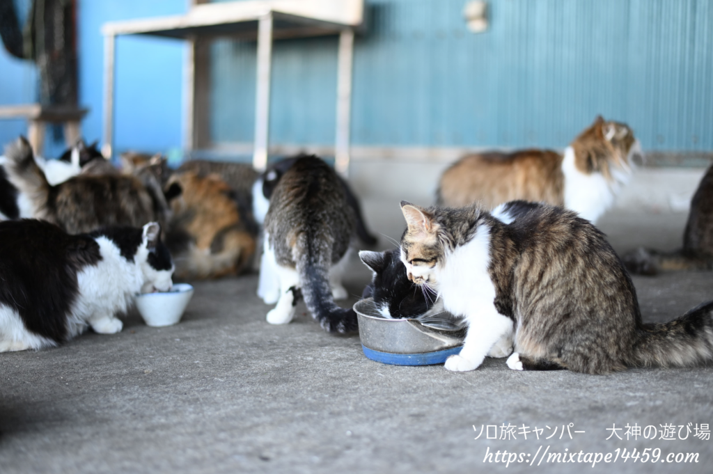 猫島