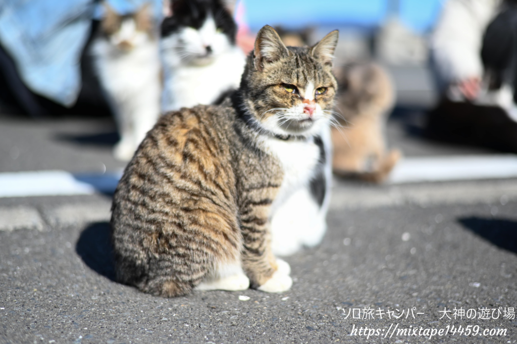 猫島