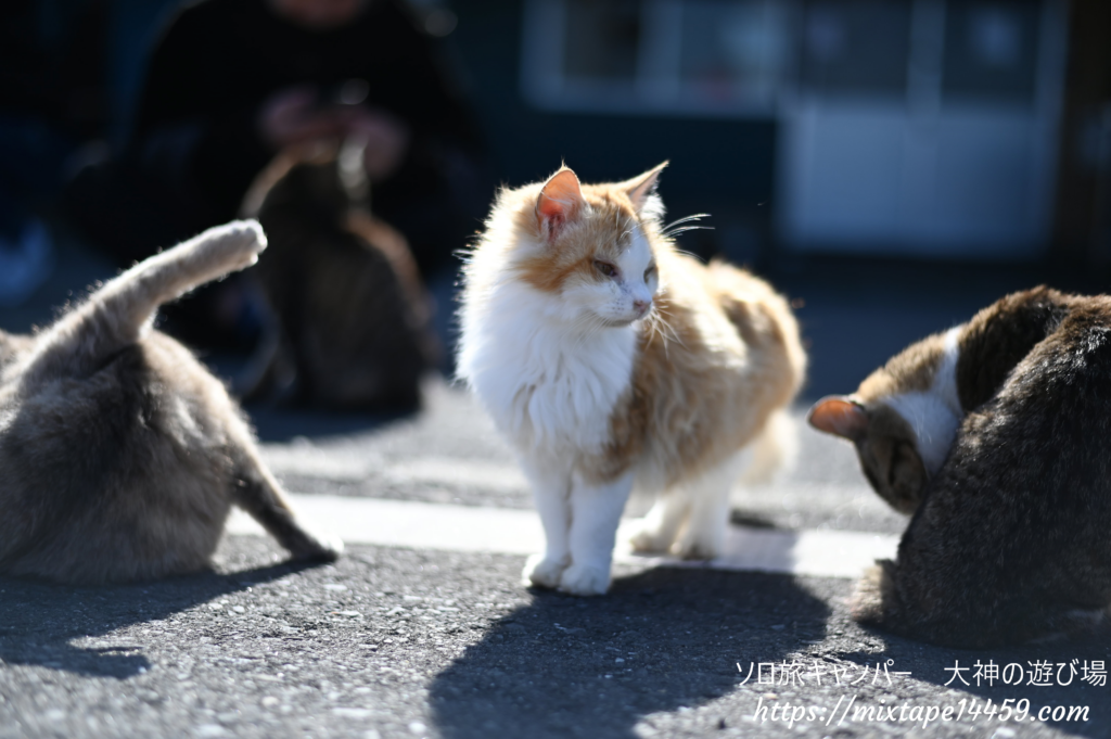 猫島